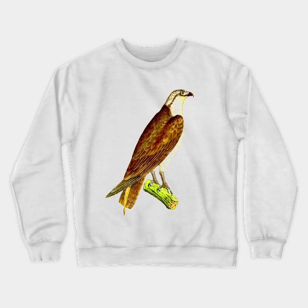 hawk,bald eagle,falcon,golden eagle,birdie,bird Crewneck Sweatshirt by vabontchi